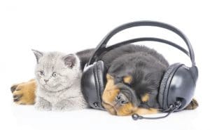 Uw huisdier en Oud & Nieuw