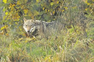 De terugkeer van de wolf